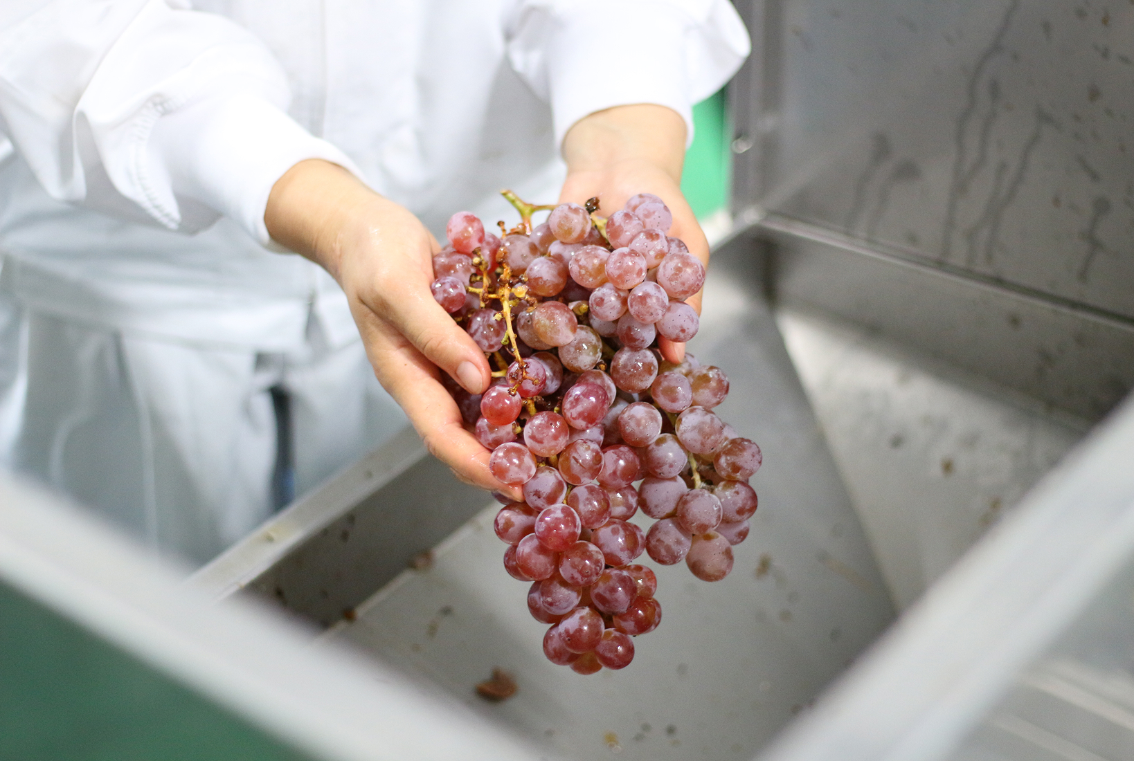 内堀醸造 甲州葡萄酢 2025年秋のワインビネガー仕込みレポート